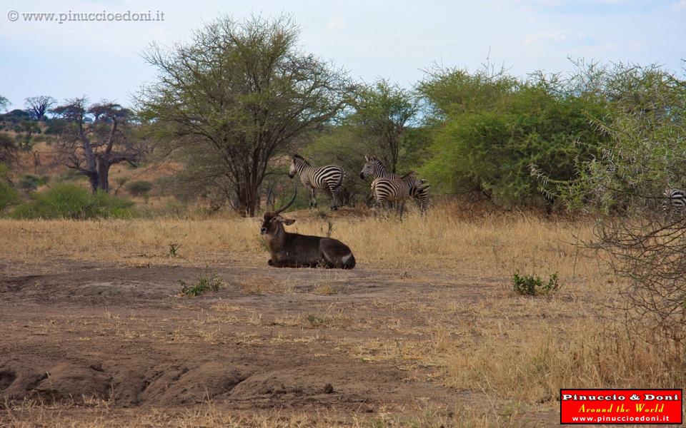 TANZANIA - Tarangire National Park - 38.jpg